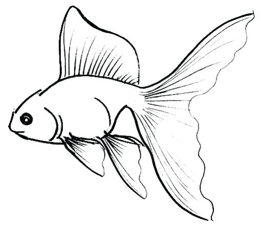510x449 Fish How To Draw