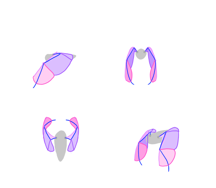 700x609 How To Draw And Animate Wings Birds, Bats, And More