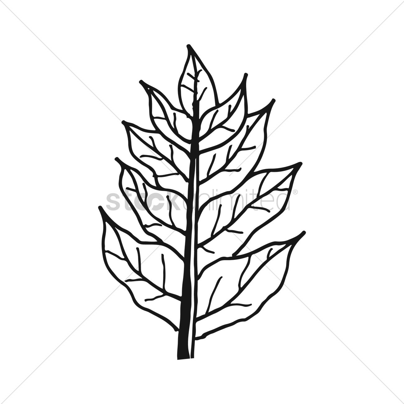 1300x1300 Simple Leaf Design Vector Image