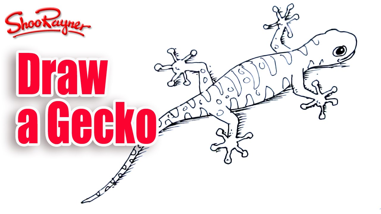 1280x720 How To Draw A Gecko