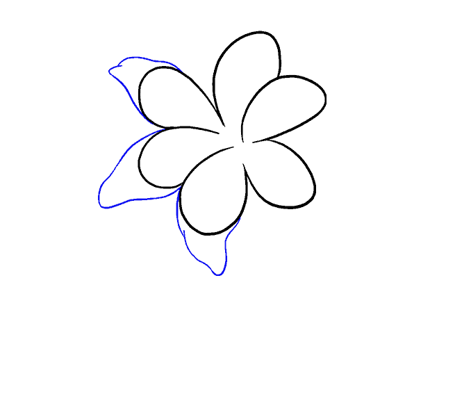 678x600 How To Draw A Lily Step