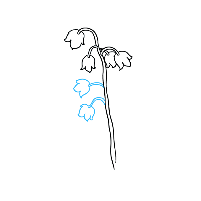 680x678 How To Draw A Lily Of The Valley