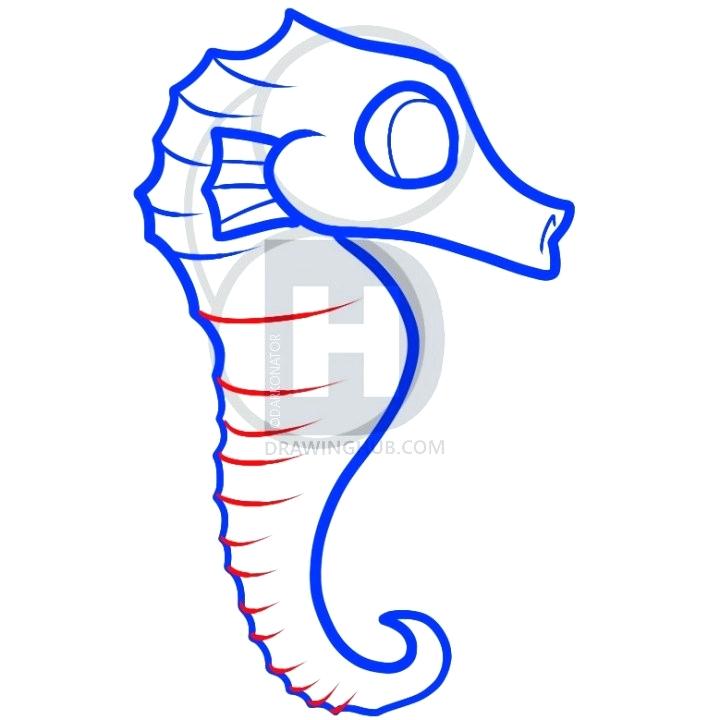 720x720 Seahorse Line Drawing Simple Seahorse Line Drawing