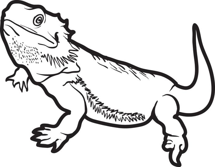 700x545 Lizard Drawing Free Download