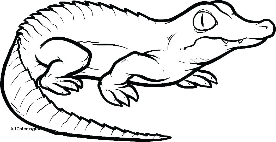 1059x547 Alligator Drawing Don Gator Alligator Drawing Tutorial