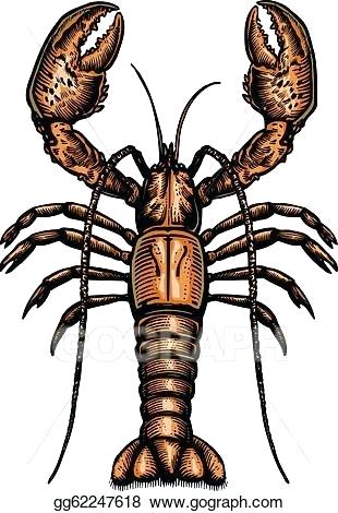 310x470 Lobster Drawings The Lobster Simple Lobster Drawings