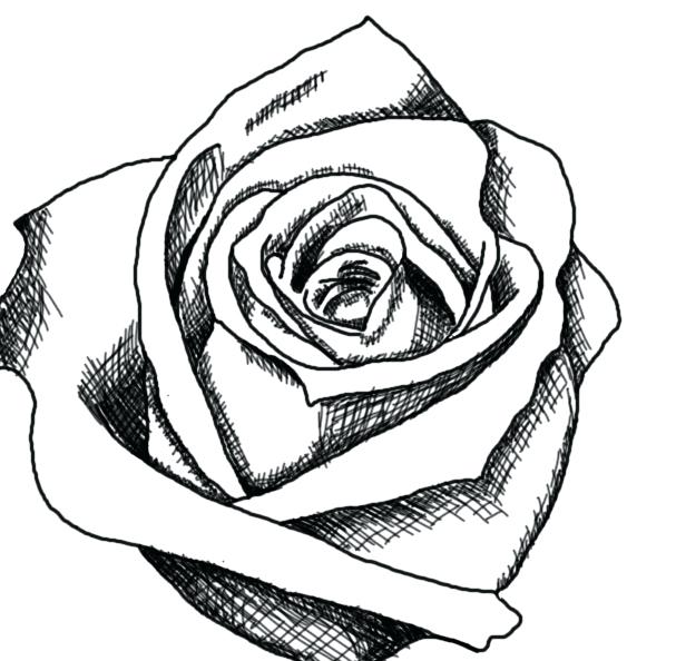 607x594 Rose Drawing Simple Black And White Rose Drawings Free Download