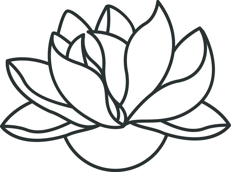 736x547 Simple Lotus Drawing