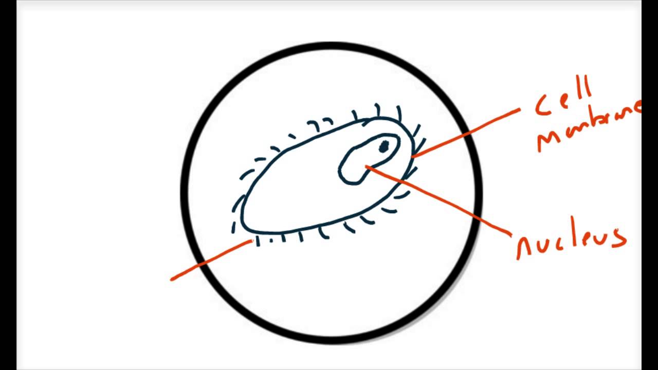 1280x720 How To Draw What You See Through A Microscope
