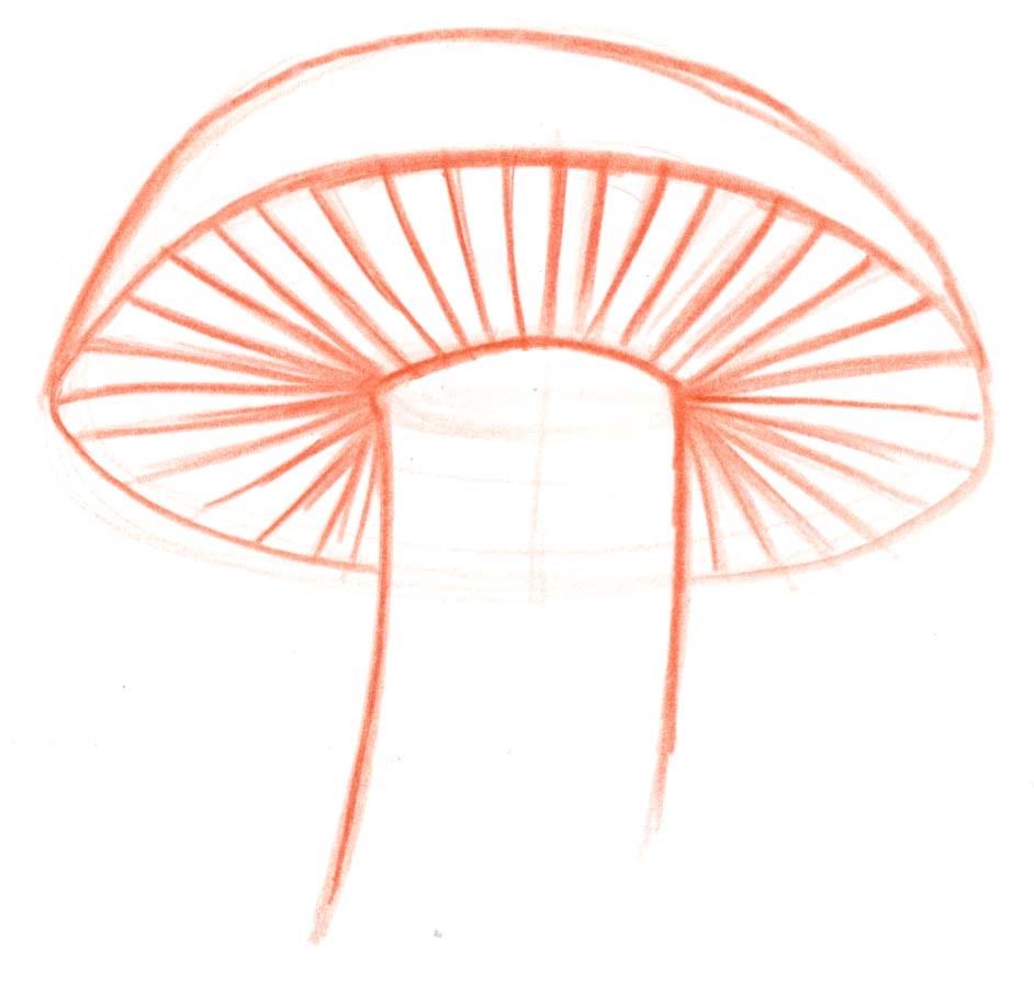 942x902 How To Draw Mushrooms