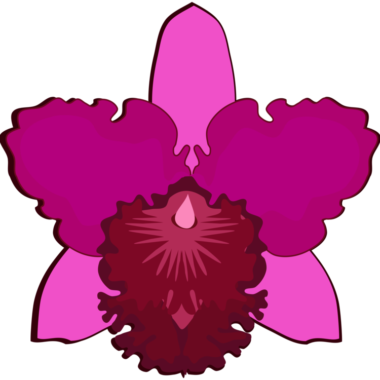 750x750 Collection Of Free Orchids Drawing Easy Download On Ui Ex