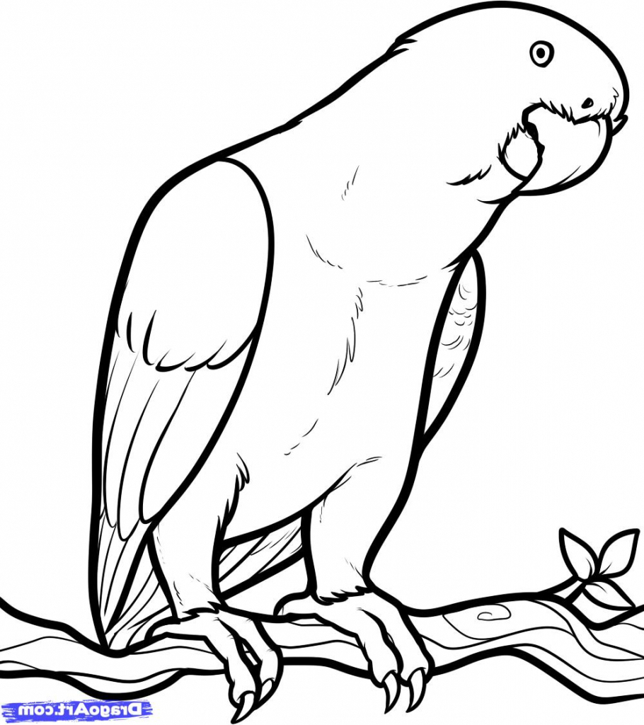 910x1024 Parrot Drawing Draw For Free Download