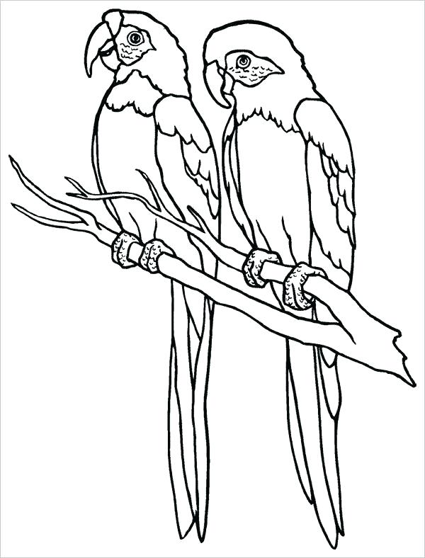 600x788 Parrots Drawing Parrot Green Drawing Draw Parrot Step Step Easy