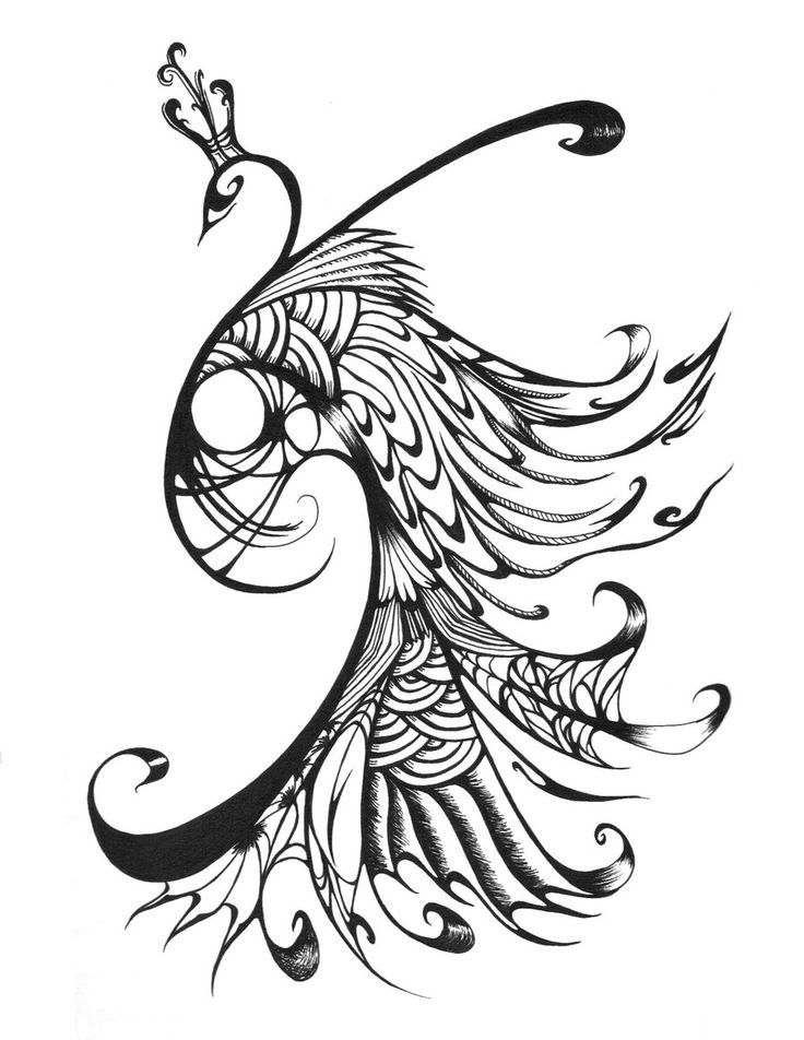 736x952 Huge Collection Of 'peacock Line Drawing' Download More Than