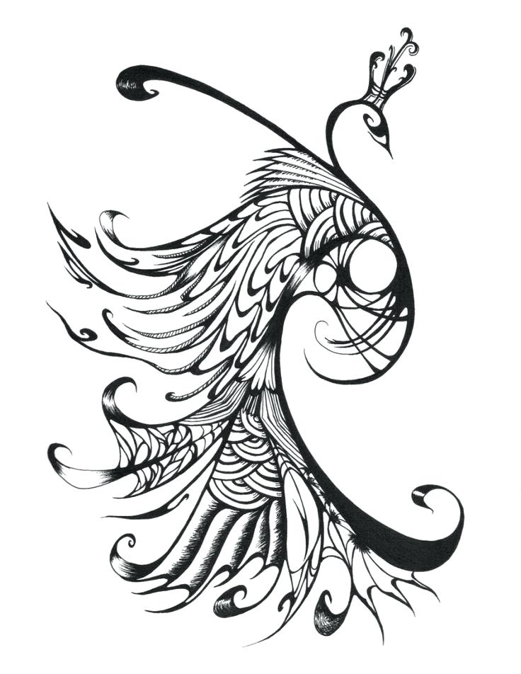 736x952 Peacock Drawing Easy