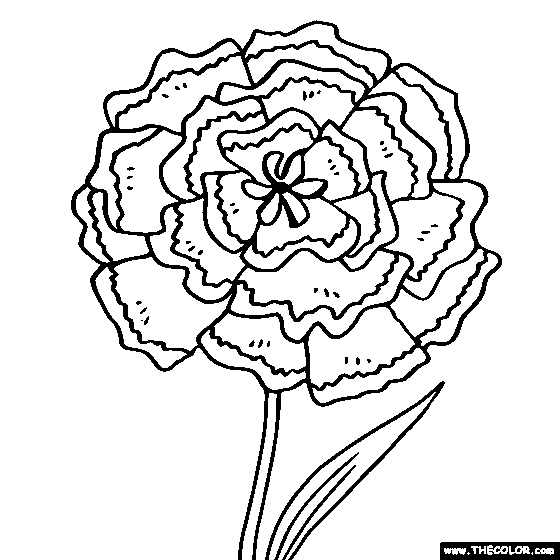 560x560 Peonies Drawing Carnation For Free Download