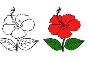 300x210 Chinese Peony Flower Drawing