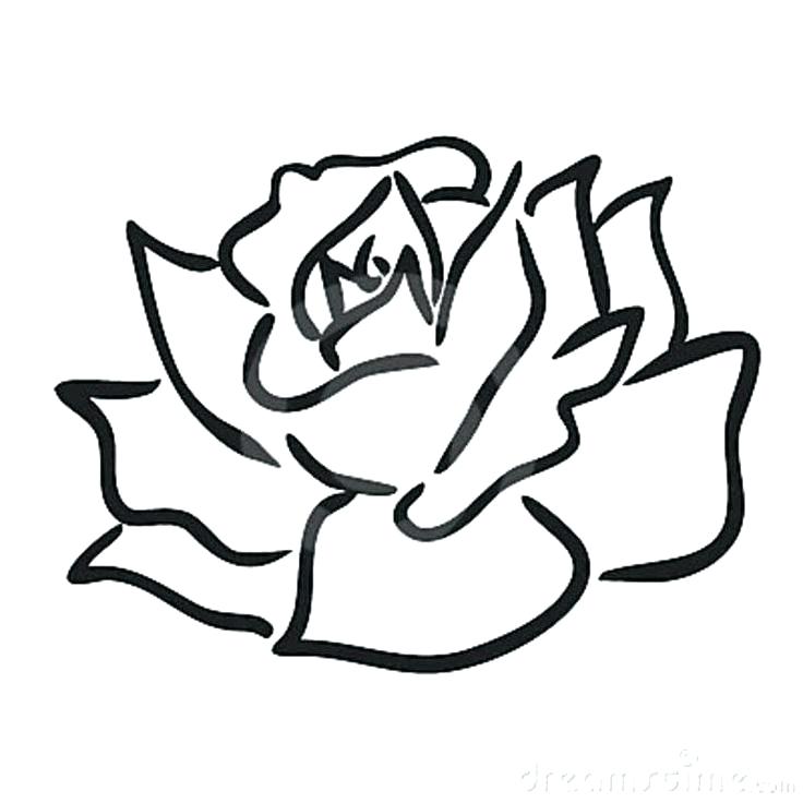 736x736 How To Draw A Rose Simple How To Draw A Rose Step Draw A Rose