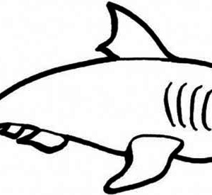 300x275 Sharks, A Simple Drawing