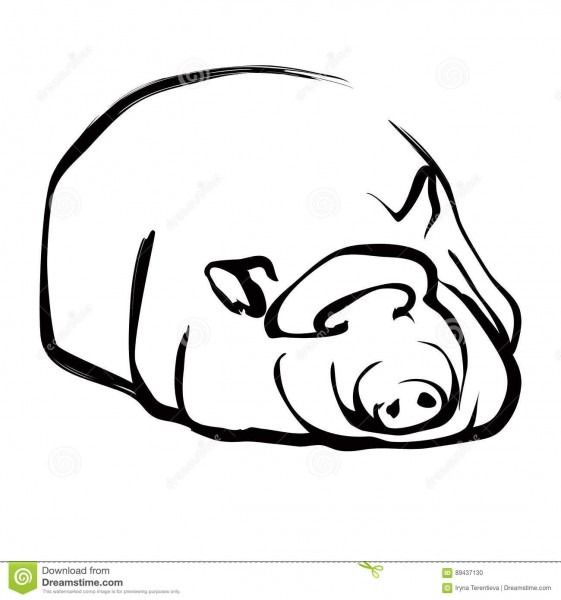 561x600 Simple Pig Drawing