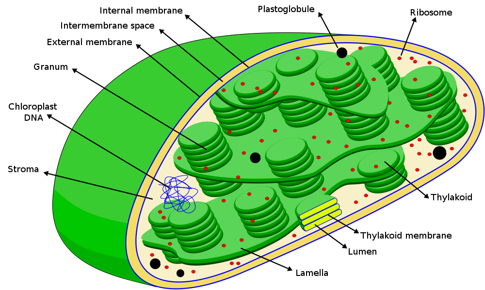 1000x598 Collection Of Free Chloroplast Drawing Diagram Download On Ui Ex