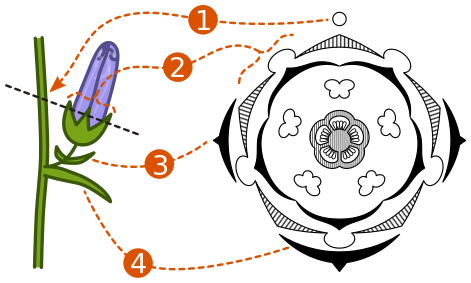 471x283 Floral Diagram
