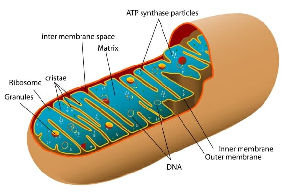582x399 Mitochondria