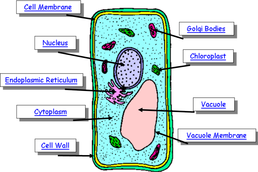 900x601 Parts Of A Plant Cell