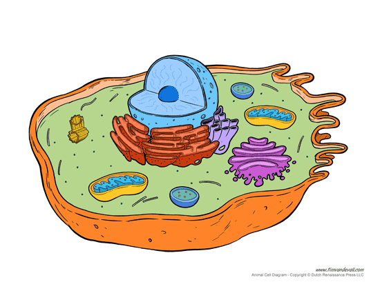 550x425 Printable Animal Cell Diagram Labeled, Unlabeled, And Blank