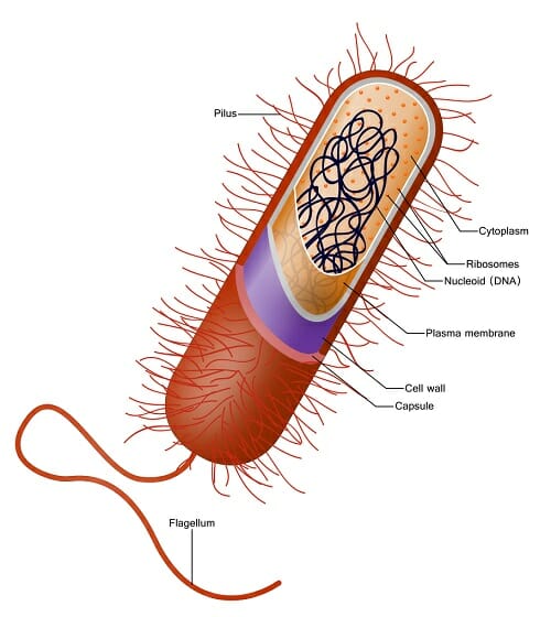 500x560 Prokaryotic Cell