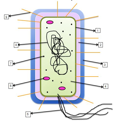 472x502 The Cell Diagram Quiz
