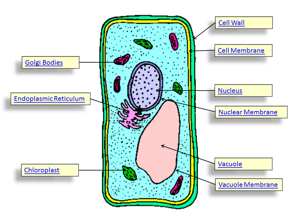 960x720 Unspecialised Plant And Animal Cells