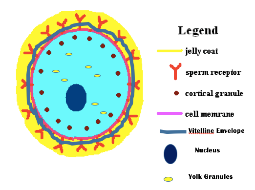 522x389 Animal Development I Fertilization Cleavage Biology