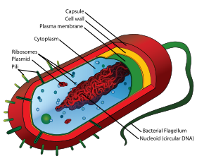 Simple Plant Cell Drawing | Free download on ClipArtMag