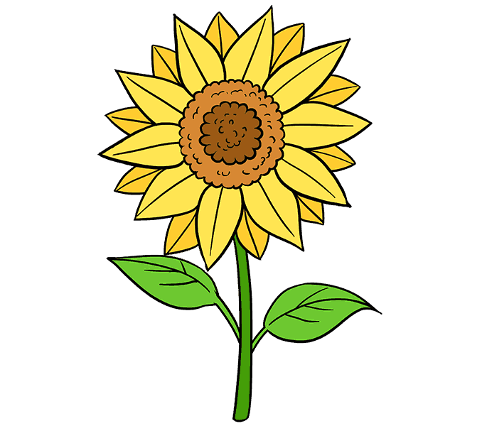 678x600 How To Draw A Sunflower Easy Step