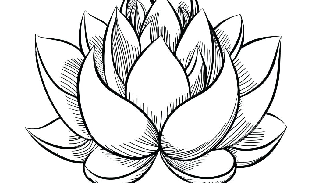 1024x600 Flower Simple Drawing