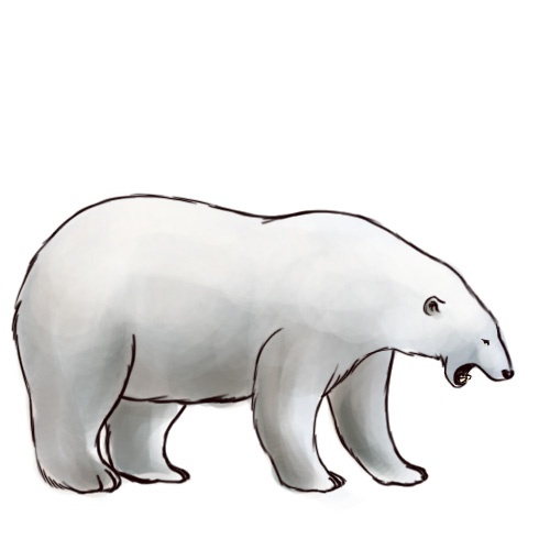 500x500 How To Draw A Polar Bear Cute And Easy How To Draw A Polar Bear