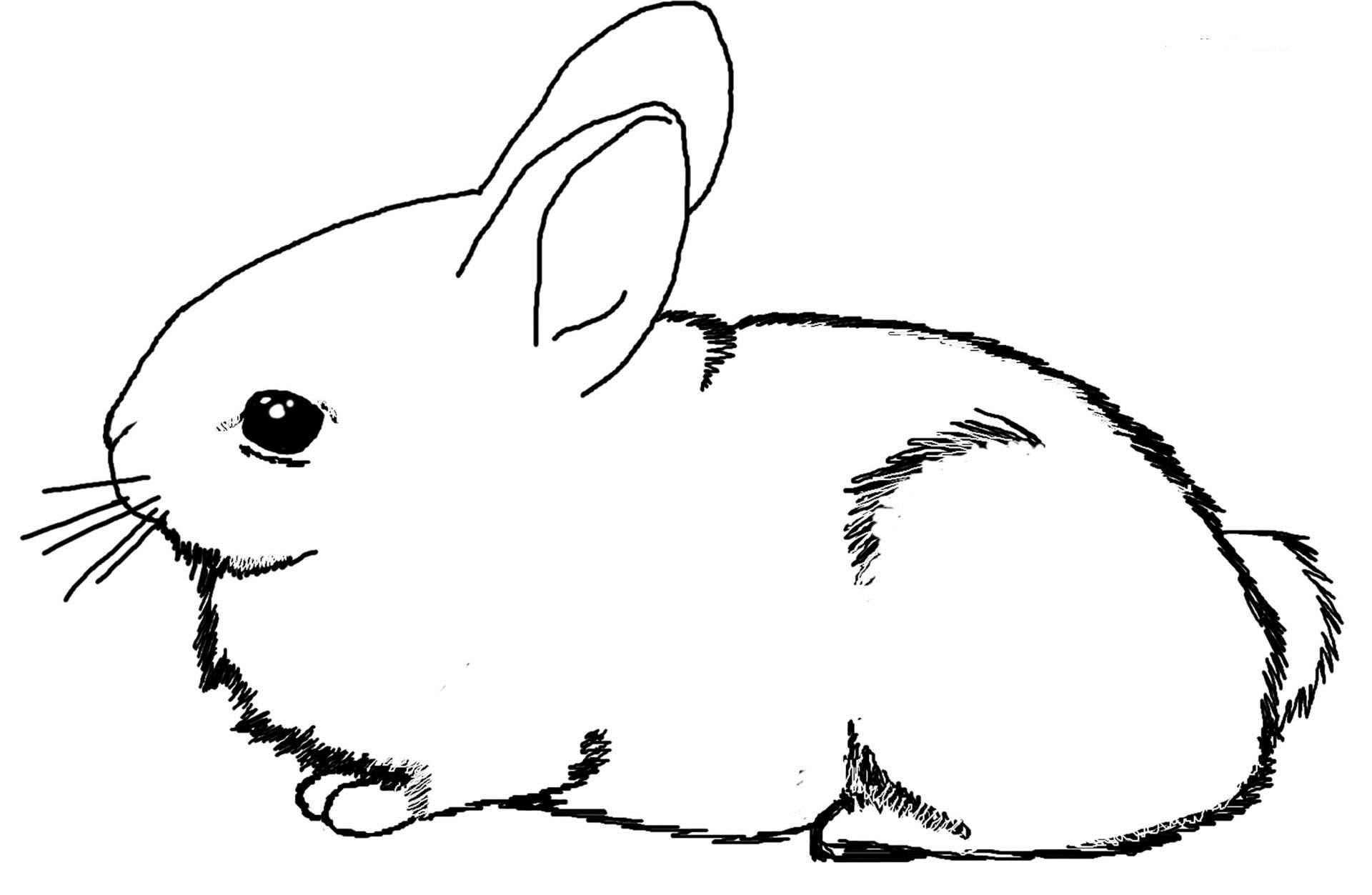 1920x1253 Simple Rabbit Drawing Coloring Pages X Kb