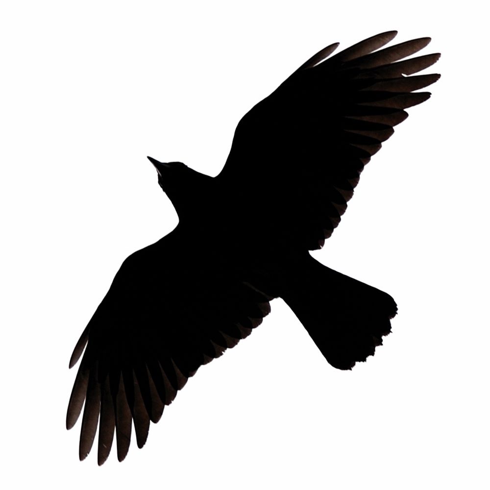 1000x1000 Crow Silhouette Clipart Best Tats Crow Silhouette, Raven