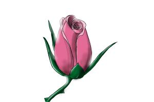 300x200 How To Draw A Rose Bud
