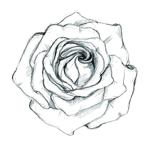 479x500 Rose Drawing Outline Rose Drawing Outline Free