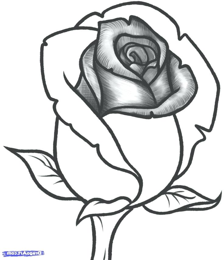 736x856 Rose Drawings Rose Bud Drawings Step