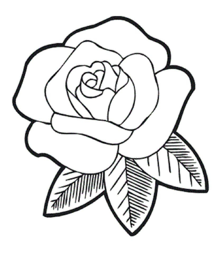837x992 Simple Rose Line Drawing Photo Album