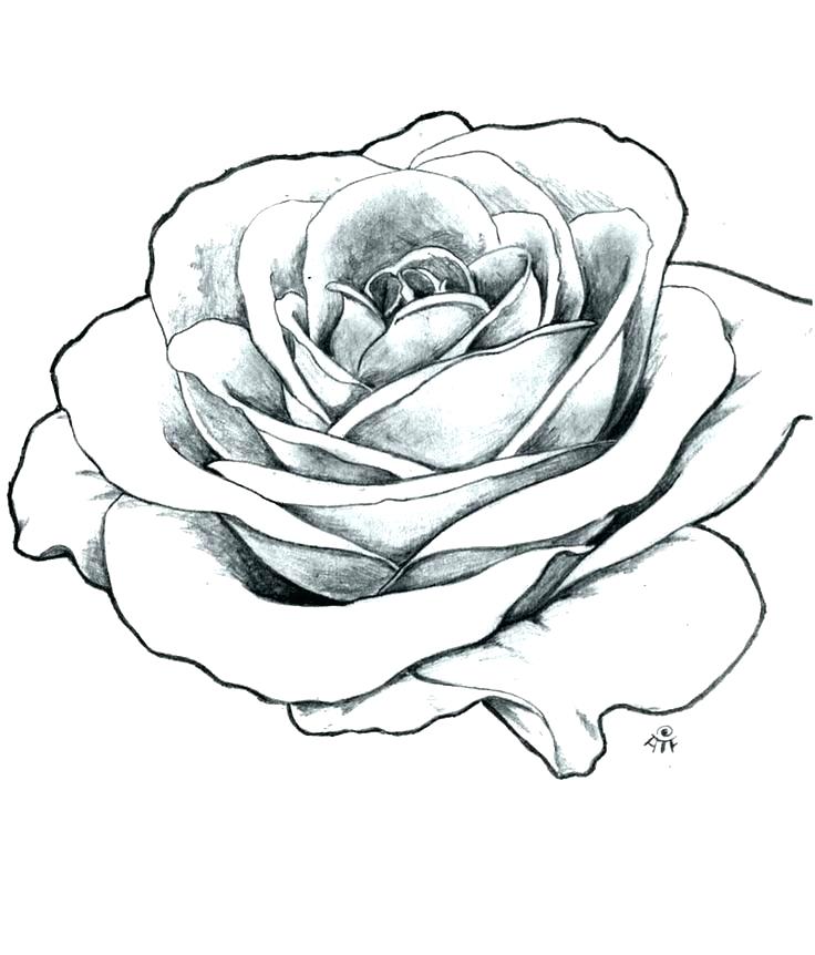 736x862 How To Draw Simple Rose