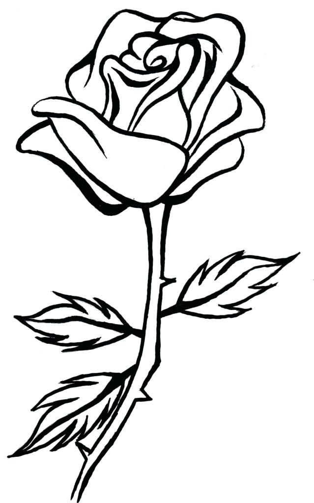 639x1024 Simple Rose Drawings