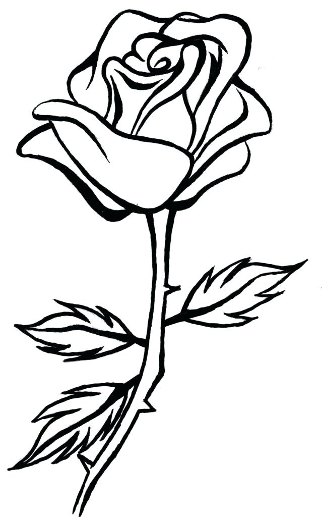 639x1024 Roses Line Drawing