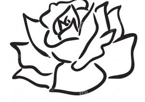 300x210 Simple Rose Flower Drawings Rose Flower Drawing Instructions