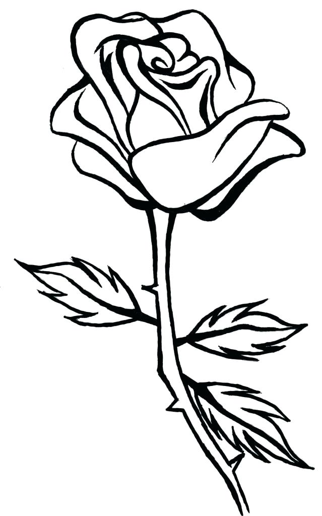 639x1024 Rose Drawing Simple Simple Rose Drawing Simple Line Drawing