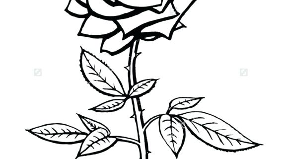 570x320 Simple Rose Drawing