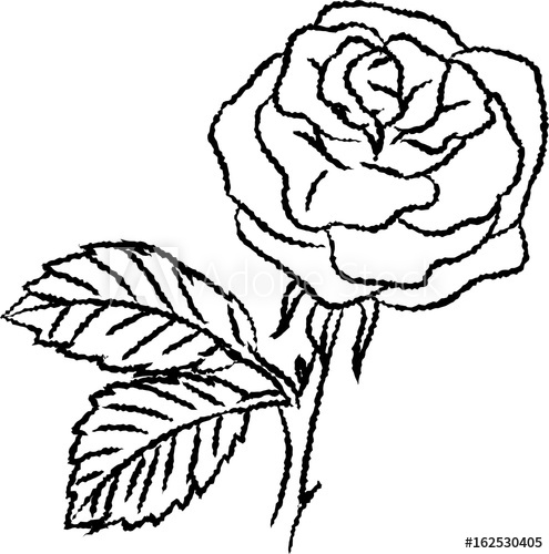 495x500 Line Drawing Of Rose Simple Line Vector